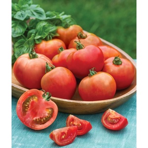 image:imageBurpee Rutgers Heirloom Slicing Tomato 125 NonGMO SeedsEarly Girl