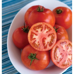 image:imageBurpee Rutgers Heirloom Slicing Tomato 125 NonGMO SeedsEarly Pick VF Hybrid