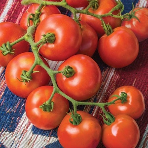 image:imageBurpee Rutgers Heirloom Slicing Tomato 125 NonGMO SeedsFourth of July Hybrid
