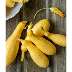 image:imageBurpee Saffron Summer Squash Seeds 100 seeds