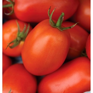 image:imageBurpee San Marzano Heirloom Paste Tomato 75 NonGMO SeedsRoma Organic