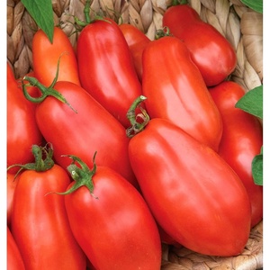 image:imageBurpee San Marzano Heirloom Paste Tomato 75 NonGMO SeedsSan Marzano Heirloom