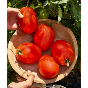 image:imageBurpee San Marzano Heirloom Paste Tomato 75 NonGMO SeedsSuper Sauce Hybrid