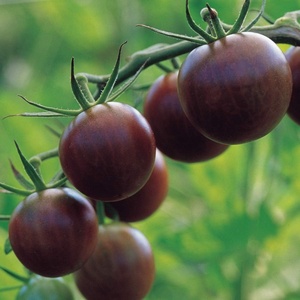 image:imageBurpee Super Sweet 100 Hybrid Cherry Tomato 50 NonGMO SeedsBlack Cherry