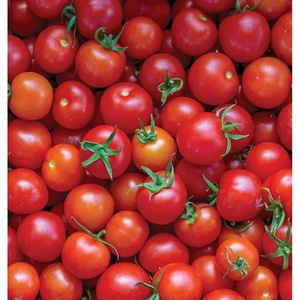 image:imageBurpee Super Sweet 100 Hybrid Cherry Tomato 50 NonGMO SeedsSuper Sweet 100