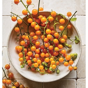 image:imageBurpee Super Sweet 100 Hybrid Cherry Tomato 50 NonGMO SeedsYellow Currant