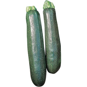 image:imageBurpee Sure Thing Zucchini Summer Squash Seeds 25 seeds