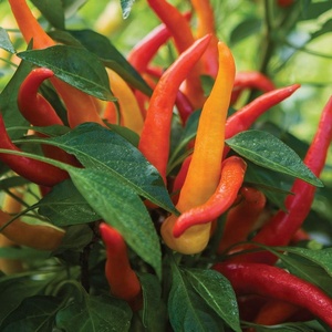 image:imageBurpee Sweet Savour Hybrid Sweet Pepper Seeds 25 seeds