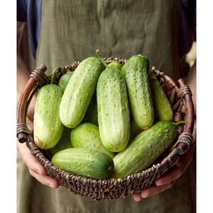 image:imageBurpee Sweet Success Slicing Cucumber Seeds 20 NonGMO seedsPickABushel