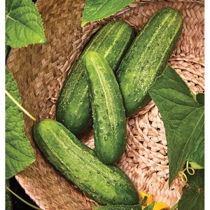 image:imageBurpee Sweet Success Slicing Cucumber Seeds 20 NonGMO seedsPickler