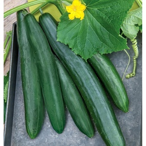 image:imageBurpee Sweet Success Slicing Cucumber Seeds 20 NonGMO seedsSummer Dance