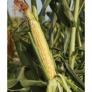 image:imageBurpee Sweetness Sweet Corn Seeds  Tender Sweet Corn Variety for Outdoor Vegetable Gardening 200 Seeds