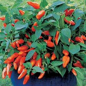 image:imageBurpee Tangerine Dream Sweet Pepper Seeds 30 seeds