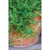 image:imageBurpee 61564A Common Thyme Seeds