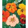 image:imageBurpee Alaska Mix Nasturtium Seeds 50 seeds125 Seeds