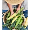 image:imageBurpee Ambrosia Sweet Corn Seeds  Tender Sweet Corn Seeds for Vegetable Garden Planting 200 Seeds200 Seeds