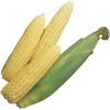 image:imageBurpee Ambrosia Sweet Corn Seeds  Tender Sweet Corn Seeds for Vegetable Garden Planting 200 Seeds200 Seeds