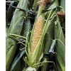 image:imageBurpee Ambrosia Sweet Corn Seeds  Tender Sweet Corn Seeds for Vegetable Garden Planting 200 Seeds200 Seeds
