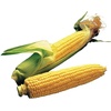 image:imageBurpee Ambrosia Sweet Corn Seeds  Tender Sweet Corn Seeds for Vegetable Garden Planting 200 Seeds200 Seeds