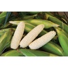 image:imageBurpee Ambrosia Sweet Corn Seeds  Tender Sweet Corn Seeds for Vegetable Garden Planting 200 SeedsAmaize Hybrid Sweet