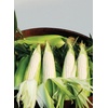 image:imageBurpee Ambrosia Sweet Corn Seeds  Tender Sweet Corn Seeds for Vegetable Garden Planting 200 SeedsAmaize Hybrid Sweet
