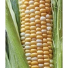 image:imageBurpee Ambrosia Sweet Corn Seeds  Tender Sweet Corn Seeds for Vegetable Garden Planting 200 SeedsAmbrosia Sweet