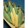 image:imageBurpee Ambrosia Sweet Corn Seeds  Tender Sweet Corn Seeds for Vegetable Garden Planting 200 SeedsEarly Sunglow Hybrid