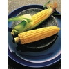 image:imageBurpee Ambrosia Sweet Corn Seeds  Tender Sweet Corn Seeds for Vegetable Garden Planting 200 SeedsIllini Xtra Sweet