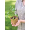image:imageBurpee Biodegradable Fiber Potting Pots for Seed Starting Eco Friendly Containers Reduce Transplant Shock Roots Grow Through 3 20 Pots45