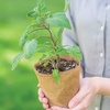 image:imageBurpee Biodegradable Fiber Potting Pots for Seed Starting Eco Friendly Containers Reduce Transplant Shock Roots Grow Through 3 20 Pots45