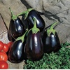image:imageBurpee Black Beauty Organic Heirloom Eggplant Seeds 50 seedsBlack Beauty Organic Heirloom