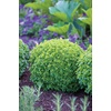image:imageBurpee Boxwood Basil Seeds  Compact Sweet Basil Herb Seeds for Indoor amp Outdoor Herb GardensBoxwood Basil