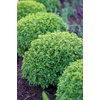 image:imageBurpee Boxwood Basil Seeds  Compact Sweet Basil Herb Seeds for Indoor amp Outdoor Herb GardensBoxwood Basil