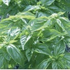image:imageBurpee Boxwood Basil Seeds  Compact Sweet Basil Herb Seeds for Indoor amp Outdoor Herb GardensGenovese Basil 250 seed