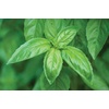image:imageBurpee Boxwood Basil Seeds  Compact Sweet Basil Herb Seeds for Indoor amp Outdoor Herb GardensGenovese Basil 250 seed