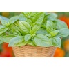 image:imageBurpee Boxwood Basil Seeds  Compact Sweet Basil Herb Seeds for Indoor amp Outdoor Herb GardensPesto Party Basil
