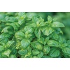 image:imageBurpee Boxwood Basil Seeds  Compact Sweet Basil Herb Seeds for Indoor amp Outdoor Herb GardensPesto Party Basil