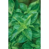 image:imageBurpee Boxwood Basil Seeds  Compact Sweet Basil Herb Seeds for Indoor amp Outdoor Herb GardensPesto Party Basil