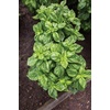 image:imageBurpee Boxwood Basil Seeds  Compact Sweet Basil Herb Seeds for Indoor amp Outdoor Herb GardensPesto Party Basil