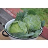 image:imageBurpee Charleston Wakefield Cabbage Seeds 200 seeds
