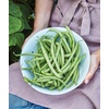 image:imageBurpee Contender Bush Bean Seeds 2 ounces of seed