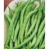 image:imageBurpee Contender Bush Bean Seeds 2 ounces of seed