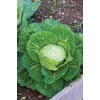 image:imageBurpee Earliana Cabbage Seeds 500 seeds