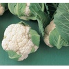 image:imageBurpee Early White Hybrid Cauliflower Seeds 100 seeds