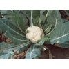 image:imageBurpee Early White Hybrid Cauliflower Seeds 100 seeds