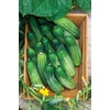 image:imageBurpee Fresh Pickles Pickling Cucumber Seeds 20 seeds20 per packet