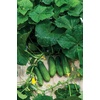 image:imageBurpee Fresh Pickles Pickling Cucumber Seeds 20 seeds20 per packet