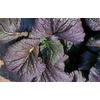 image:imageBurpee Giant Red Organic Mustard Seeds 1000 seeds