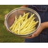 image:imageBurpee Gold Mine Bush Bean Seeds  Productive Bush Bean Variety for Vegetable Garden Growing 2 ozGold Mine Bush