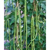 image:imageBurpee Kentucky Blue Pole Bean Seeds 8 ounces of seedGreen